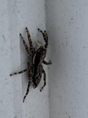 Menemerus bivittatus