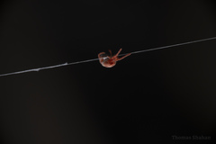 Trombidiformes