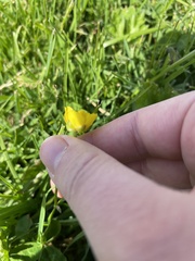 Ranunculus