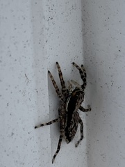 Menemerus bivittatus