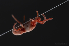 Trombidiformes