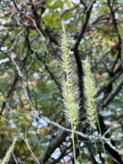 Setaria scheelei