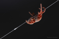 Trombidiformes