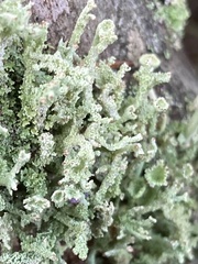 Cladonia squamosa