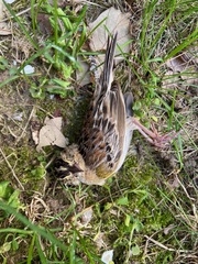 Ammodramus savannarum