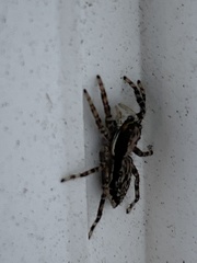 Menemerus bivittatus