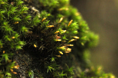 Lewinskya