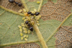 Crematogaster lineolata