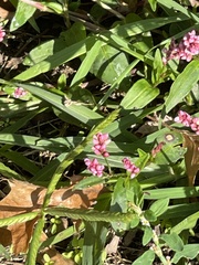 Persicaria longiseta