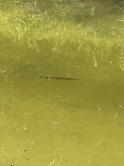 Lepisosteus platyrhincus
