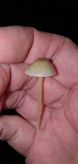 Mycena epipterygia