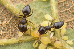 Crematogaster lineolata