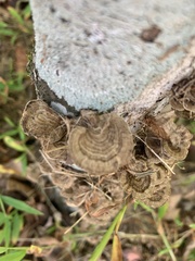 Trametes cubensis