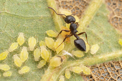 Crematogaster lineolata