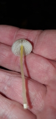 Mycena epipterygia