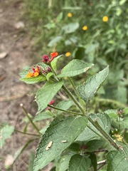 Lantana