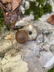 Discus rotundatus