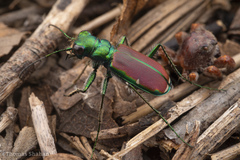 Cicindela splendida