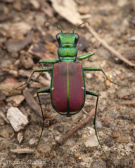 Cicindela splendida