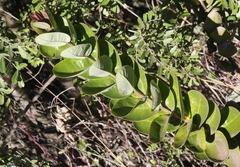 Santalum paniculatum