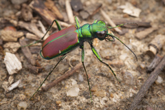 Cicindela splendida
