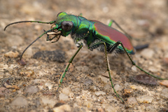 Cicindela splendida