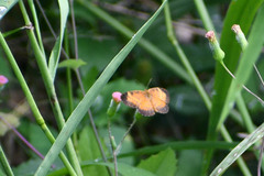 Mazia amazonica