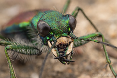 Cicindela splendida