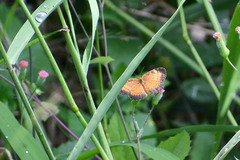 Mazia amazonica
