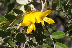 Sophora chrysophylla