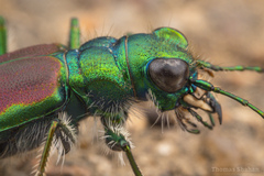 Cicindela splendida