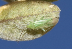 Orthotylus sophoroides