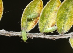 Orthotylus sophoroides