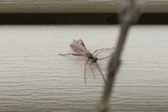 Mesostenus thoracicus