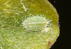 Chlorococcus chloris