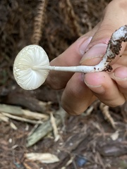 Leucoagaricus rubrotinctus