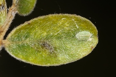 Chlorococcus chloris