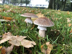 Amanita rubescens