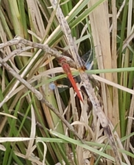 Tholymis tillarga