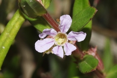 Lythrum maritimum