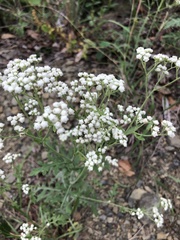 Parthenium