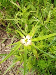 Euphorbia schiedeana