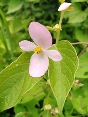 Begonia bulbillifera