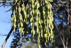 Sophora chrysophylla