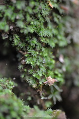 Fissidens bryoides