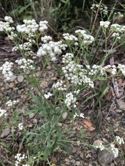 Parthenium