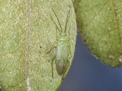Orthotylus sophoroides