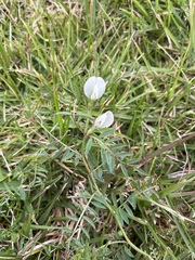 Vicia lutea