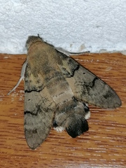 Macroglossum stellatarum