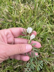 Vicia lutea